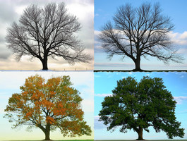 Seasons with 1st Grade